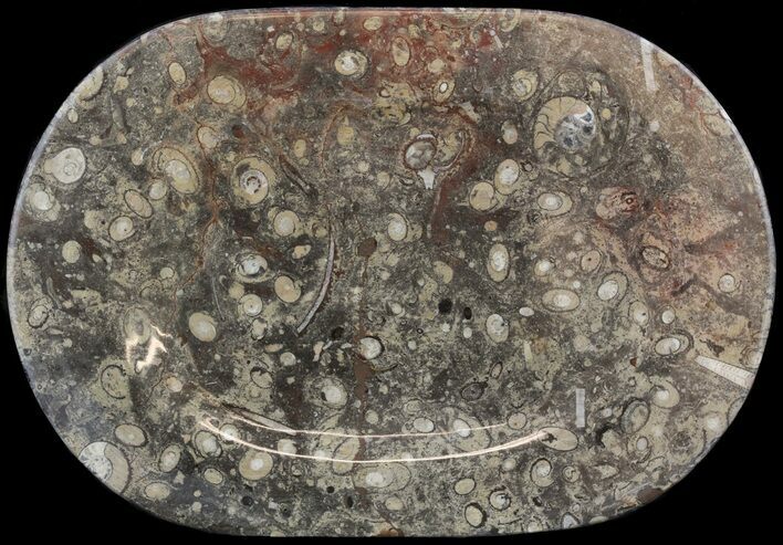 Fossil Orthoceras & Goniatite Plate - Stoneware #53089
